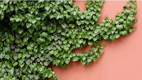 Efeu an roter Wand - Foto: iStock / tolgart